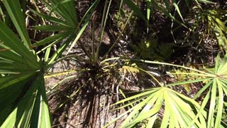Palmettos again